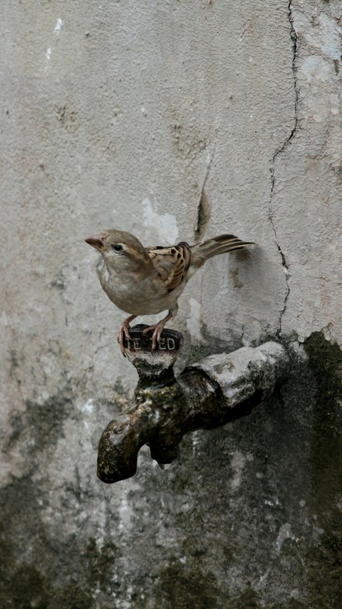 little wonderful creature make me nostalgic