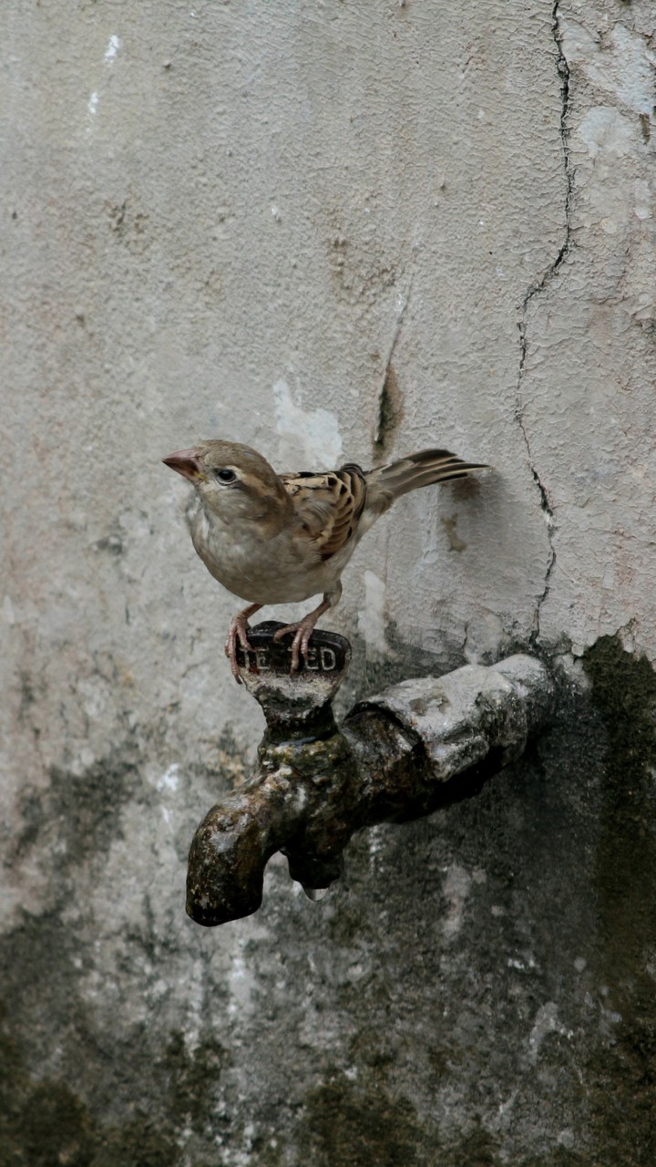 little wonderful creature make me nostalgic