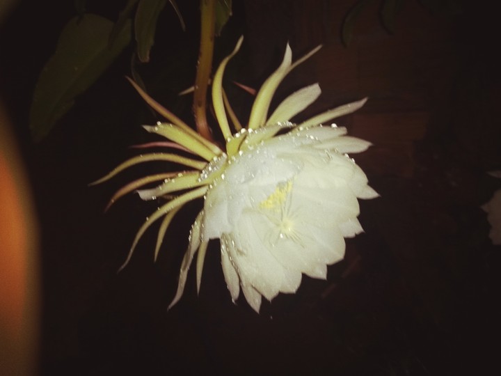 Flor da noite