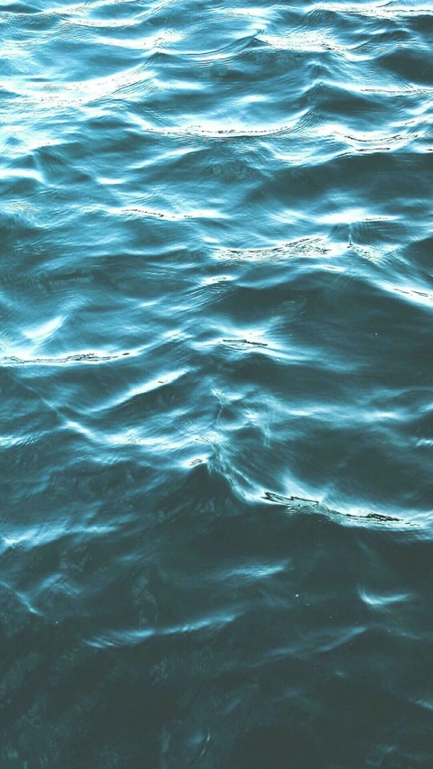 underwater, animal वॉलपेपर