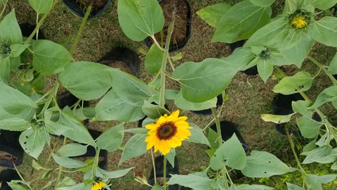 sunflower