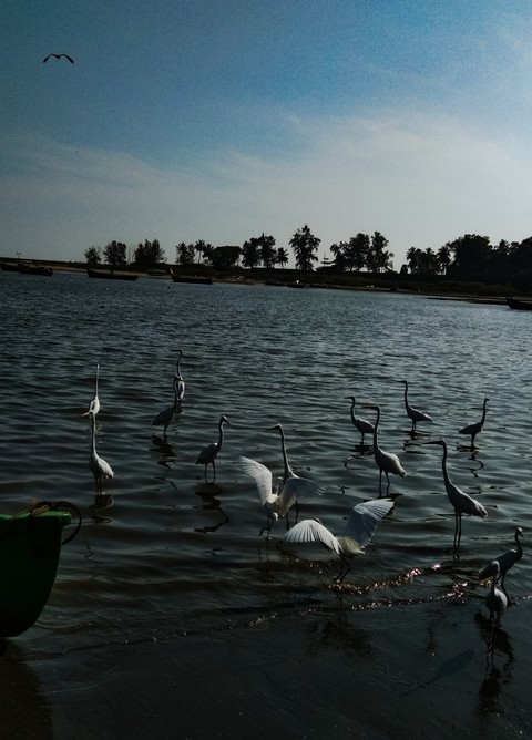birds