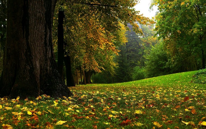 floresta dos sonhos