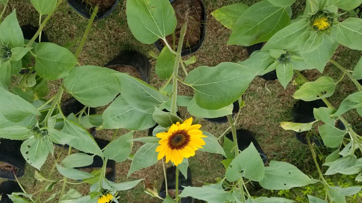 sunflower