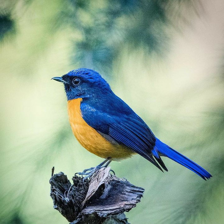bird ??