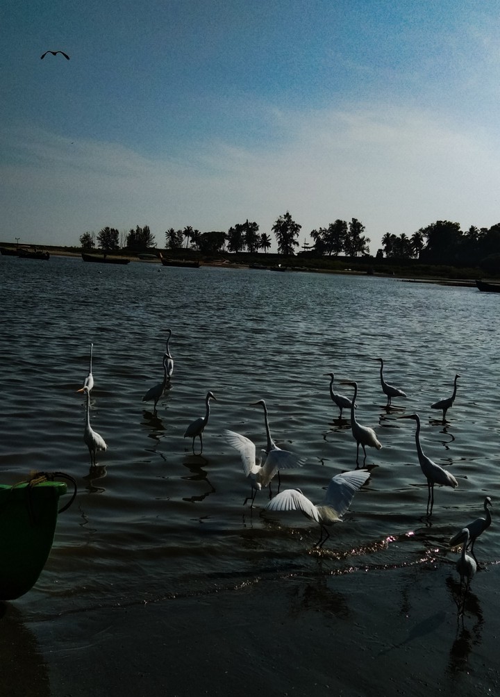 birds