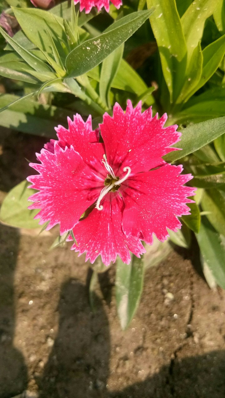 Real Flowers