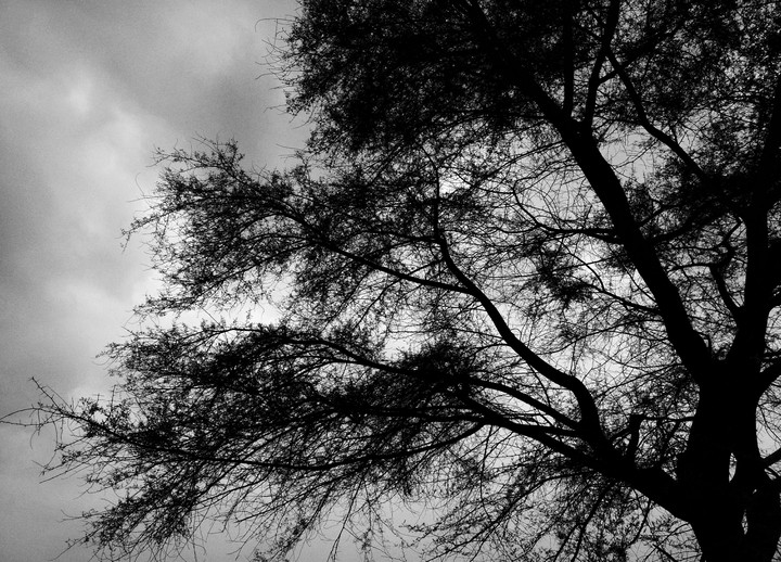The wind The tree