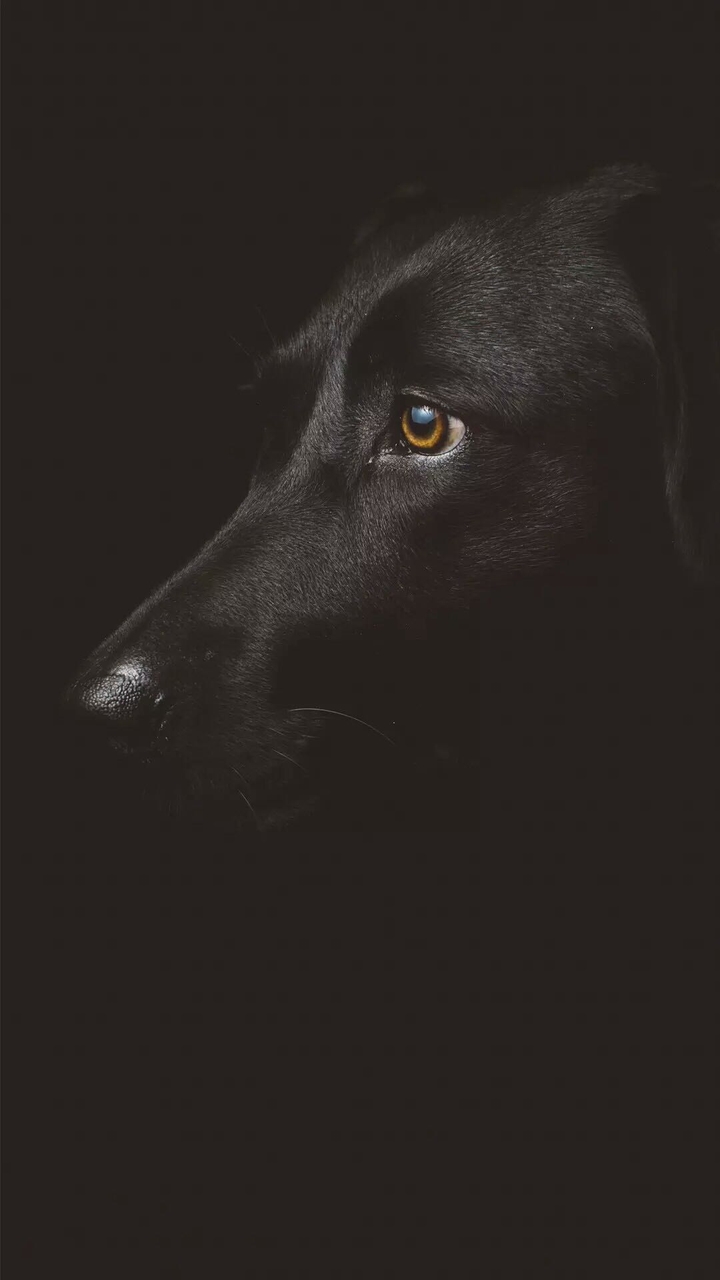 dogs 