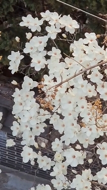봄