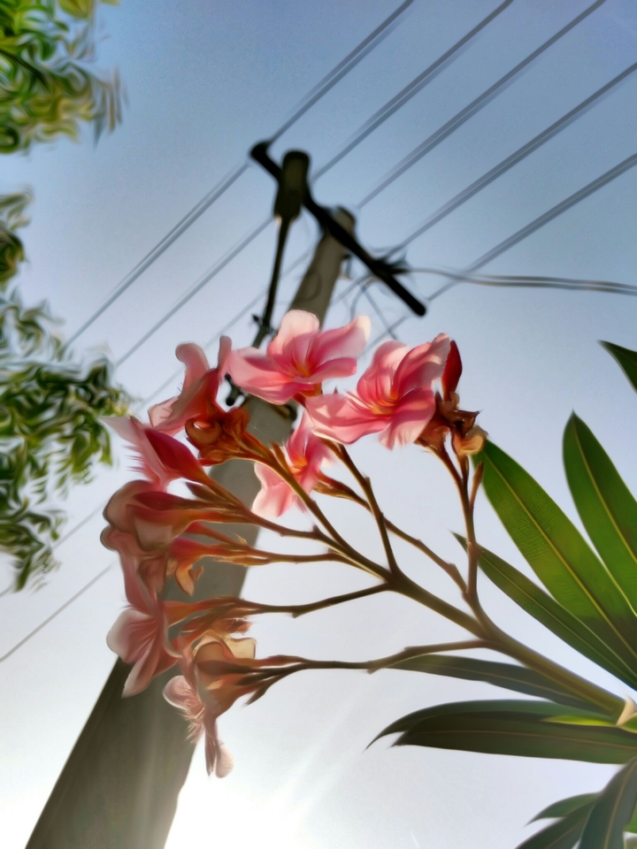 flowerz