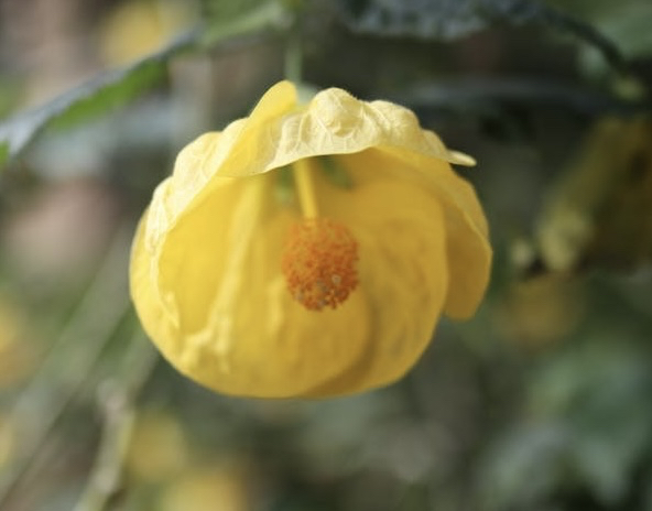 обои wildflower, petal