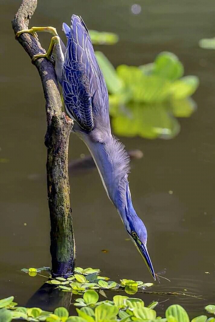 bird dive