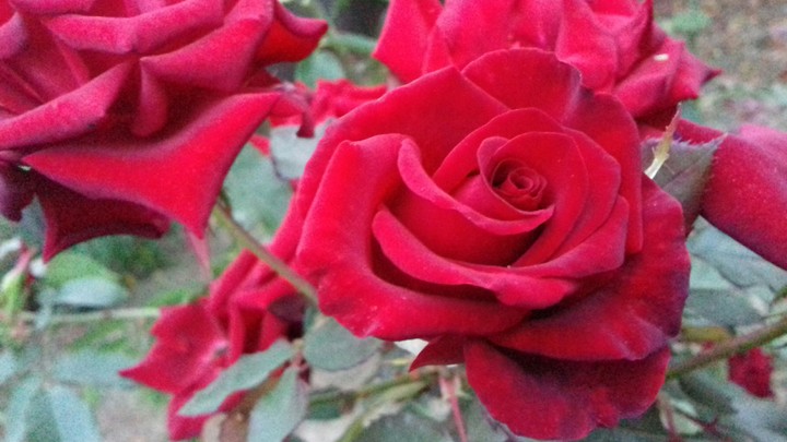 rose