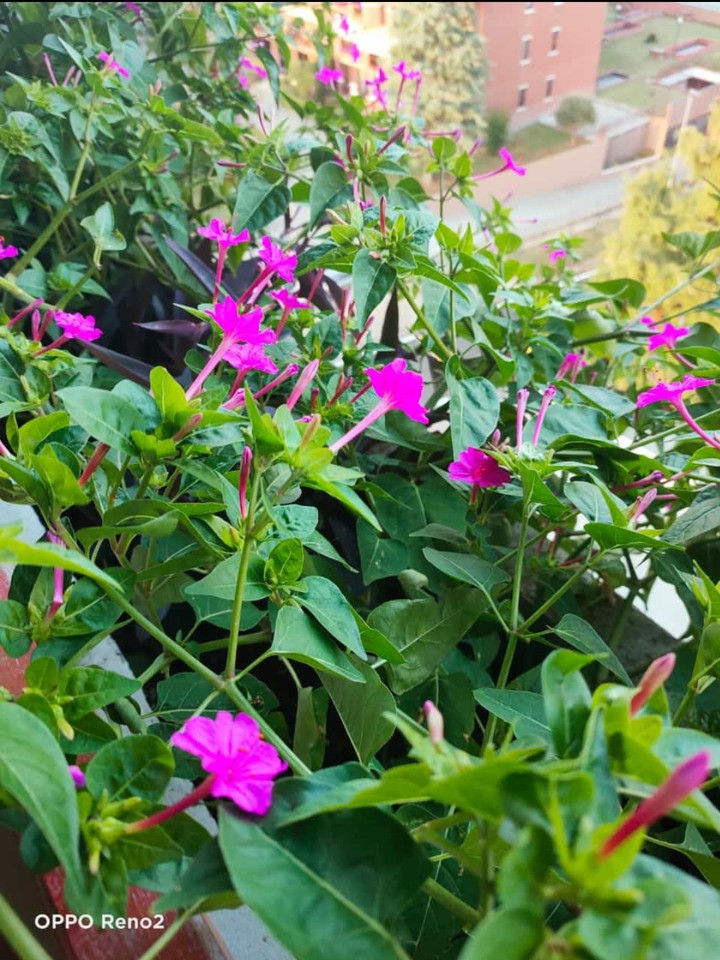 flowers