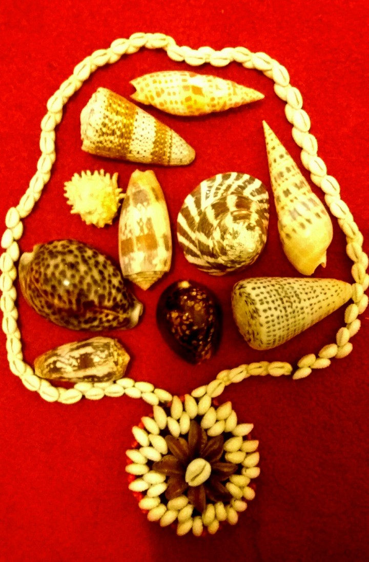 les coquillages 