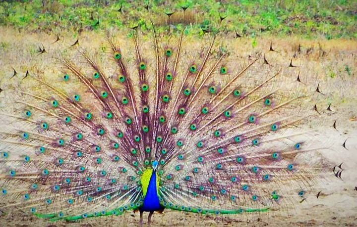 Peacock Dqnce
