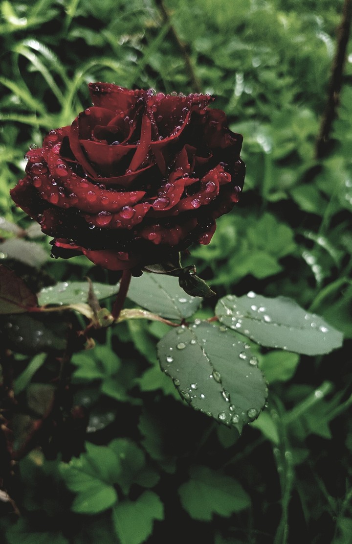 Red rose