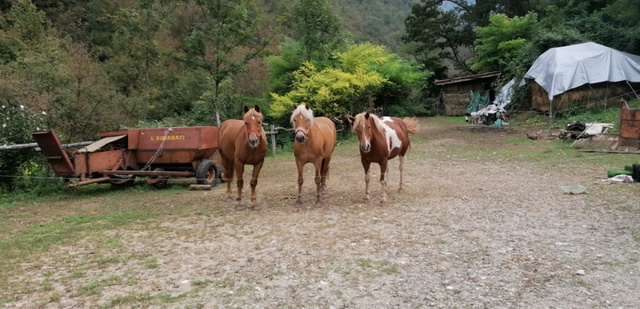 horses
