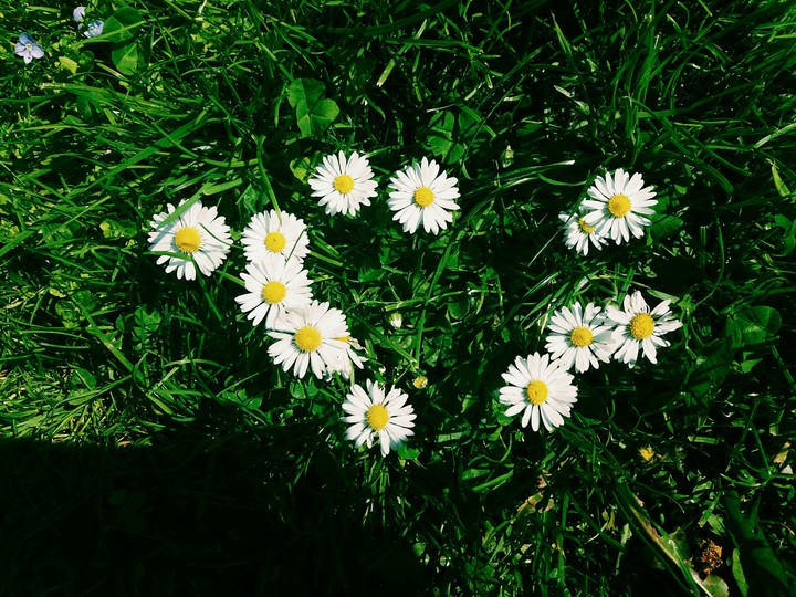 Daisy