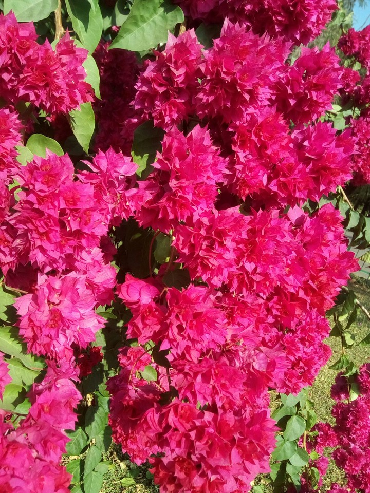 flowers.