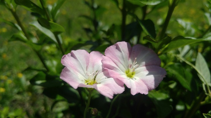pink