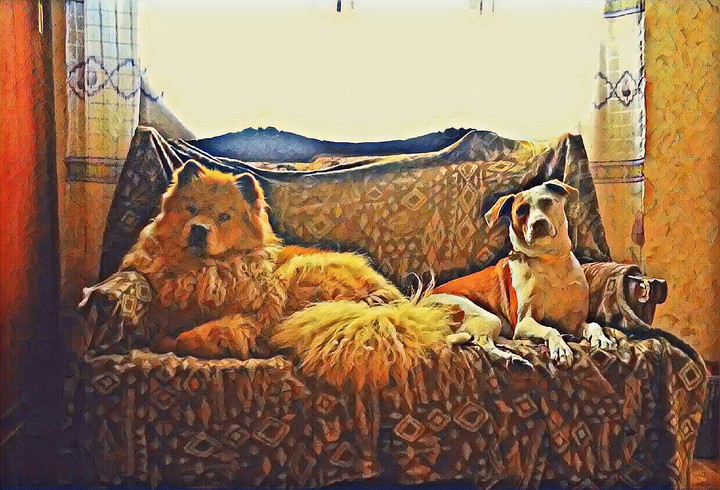 dogs