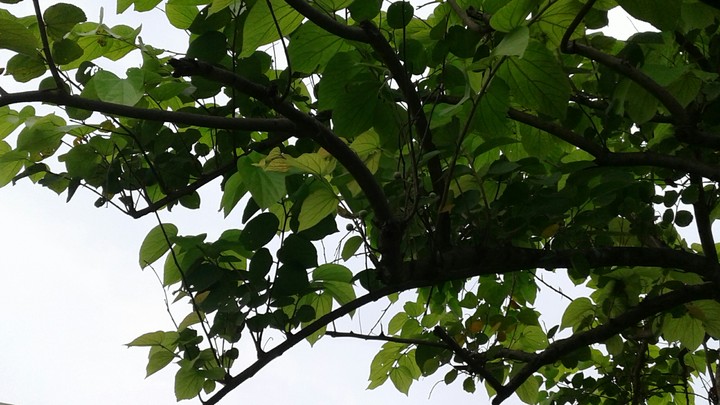 Beauty of a single tree.