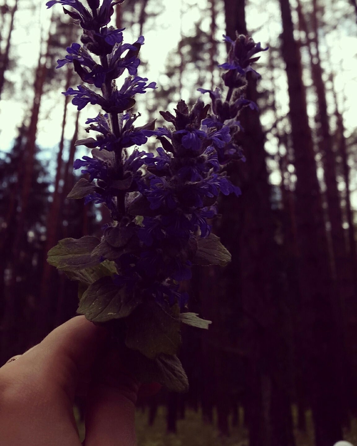 forest