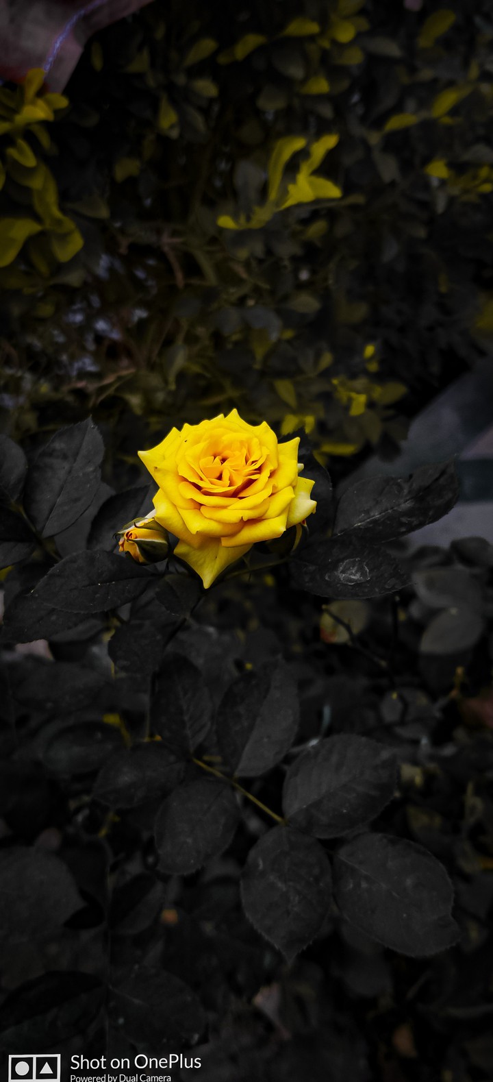 "Friendship Flower" {Yellow Rose}