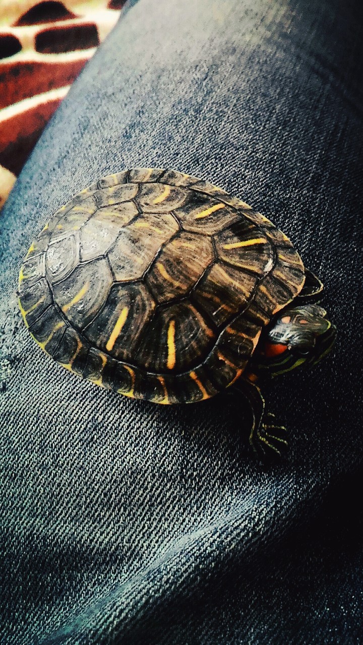 ma second pet