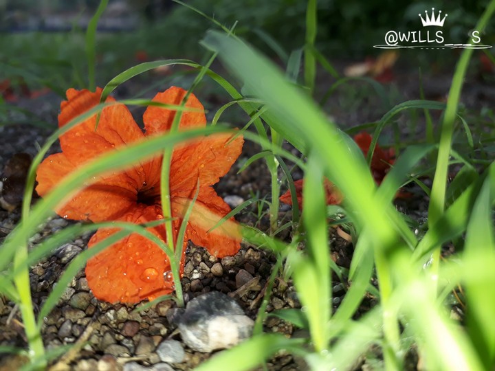 orange  behind the  green