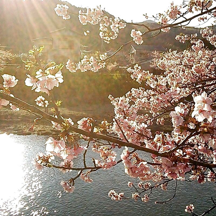 japan sakura