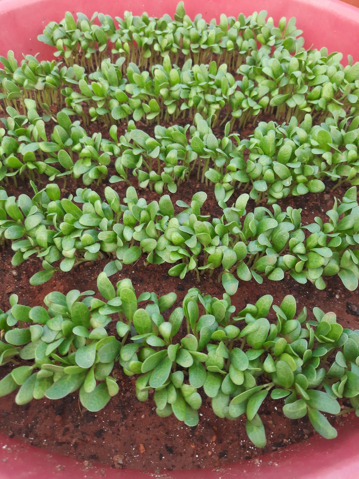 saplings