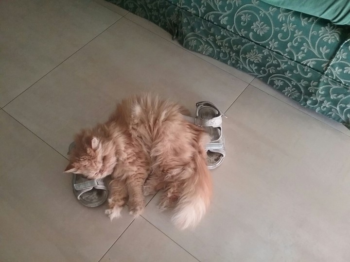 my cat