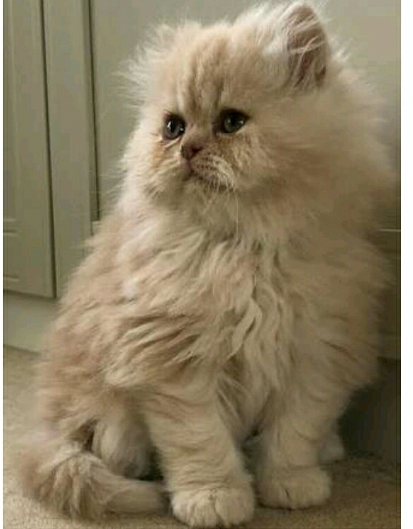 fluff ball