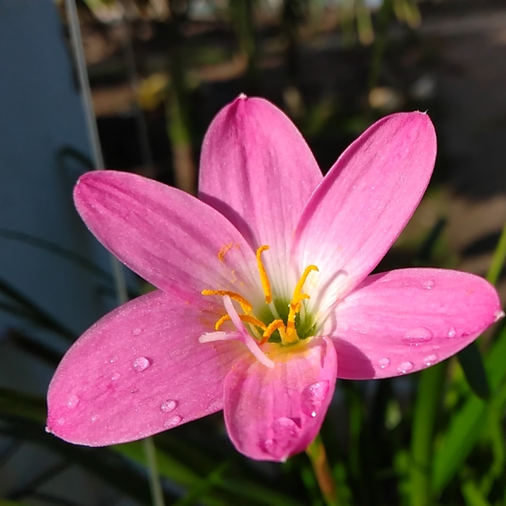 flower ?