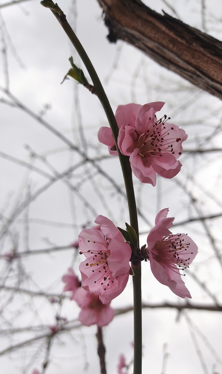 Peach blossom