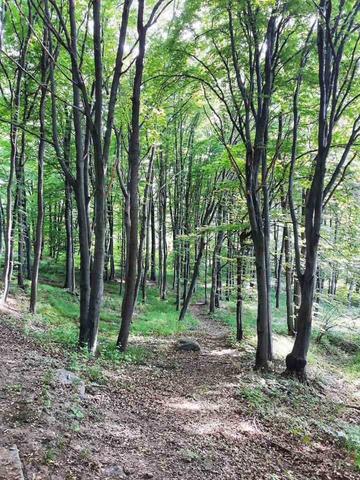 forest
