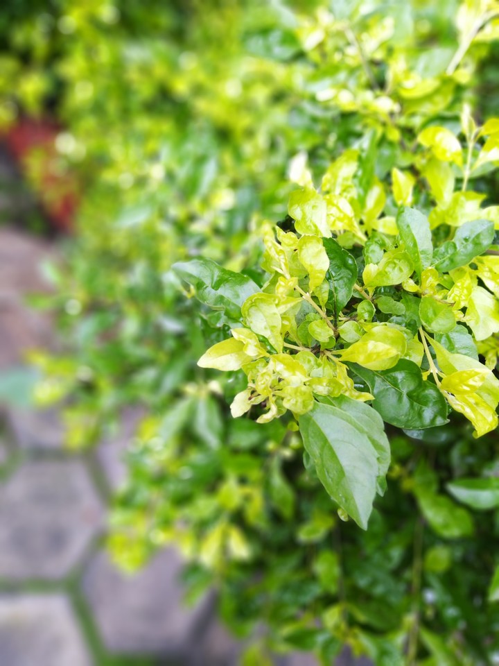 Nature Drop