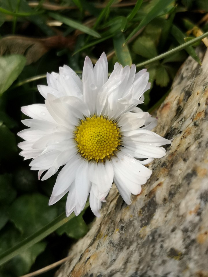 Gänseblümchen