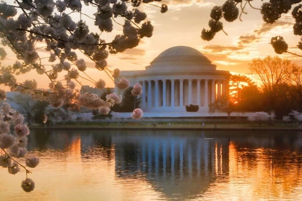 Jefferson Memorial and cherry blossoms at sunset