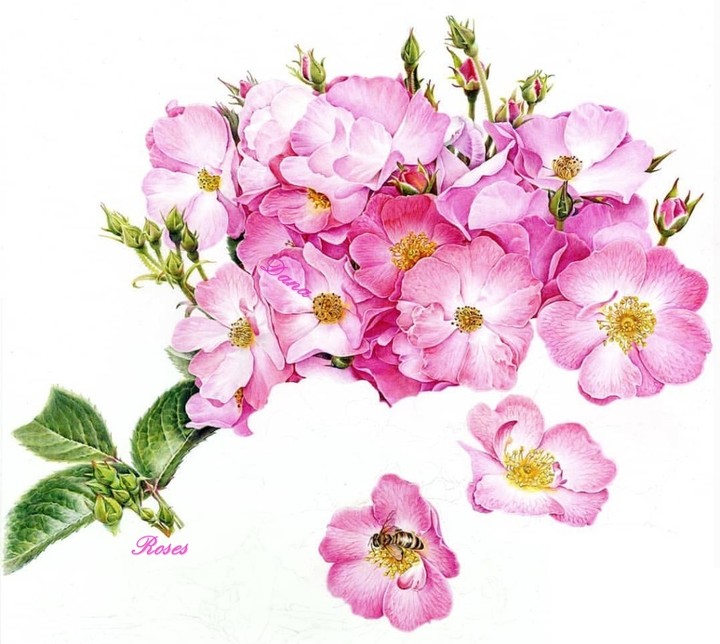 Roses