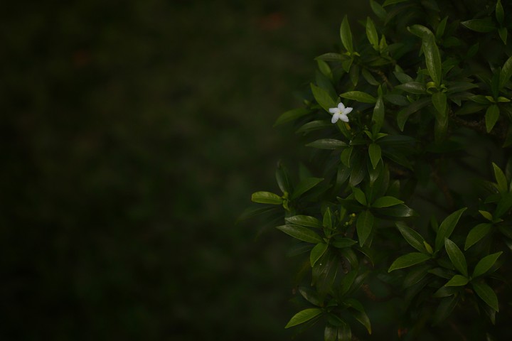 single flower