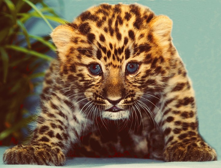 little tiger