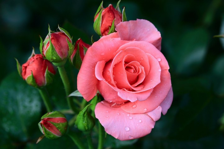 rose