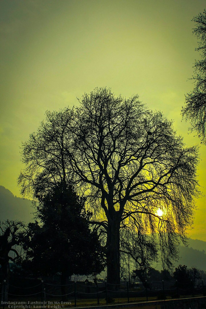Chinar Tree in Kashmir Valley