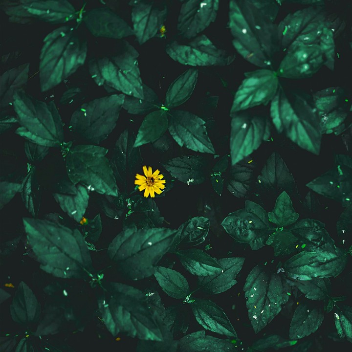 Butter daisy/Gold medallion flower