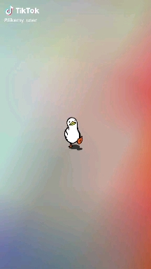 bird, seabird háttérképek