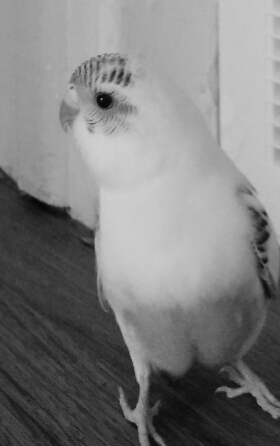 mon animal préféré